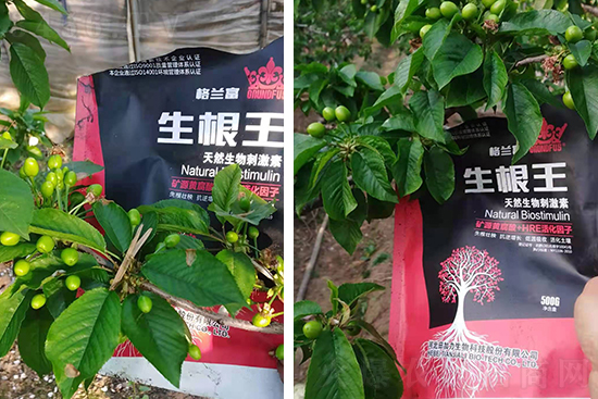 快速爆根有秘方!简单一招,促根+抗逆+提质,爆发式生好根! 快速爆根有秘方!简单一招,促根+抗逆+提质,爆发式生好根!